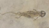 Pair Of Permian Amphibian (Micromelerpeton) - Soft-Body Preservation #50729-3
